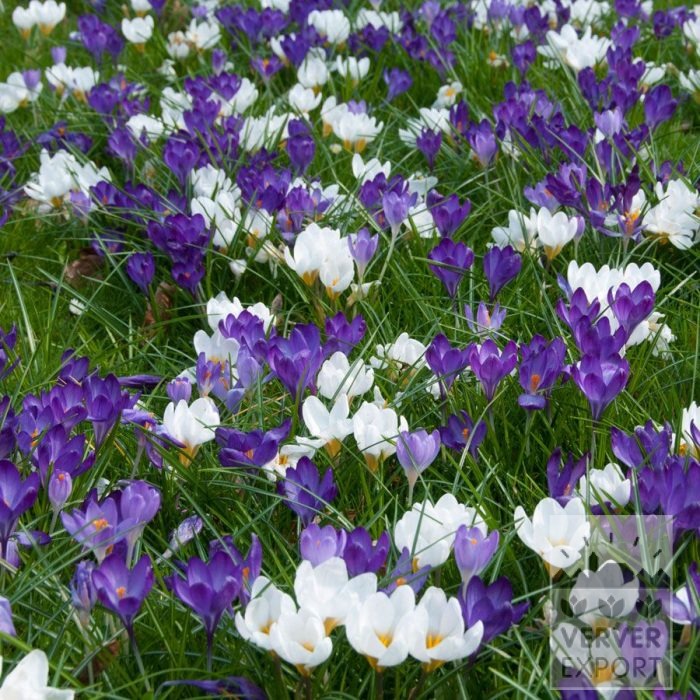 Kits 'Nature' © (11190) - Image 2