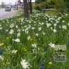 Kits 'Prima Zona' © (11259) - Image 3