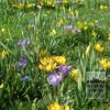 Kits 'Prima Francia' © (11395) - Image 2
