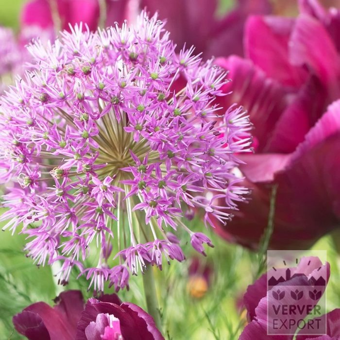 Kits 'Prima Blumberg' © (11649) - Image 3