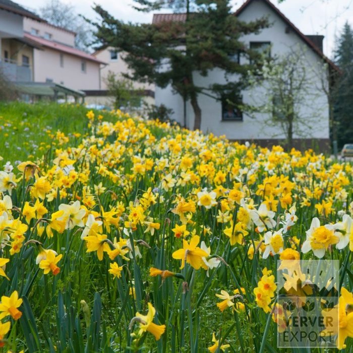 Kits 'Kit Narcissus' © (17003) - Image 2