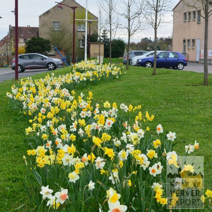 Kits 'Kit Narcissus' © (17003) - Image 3