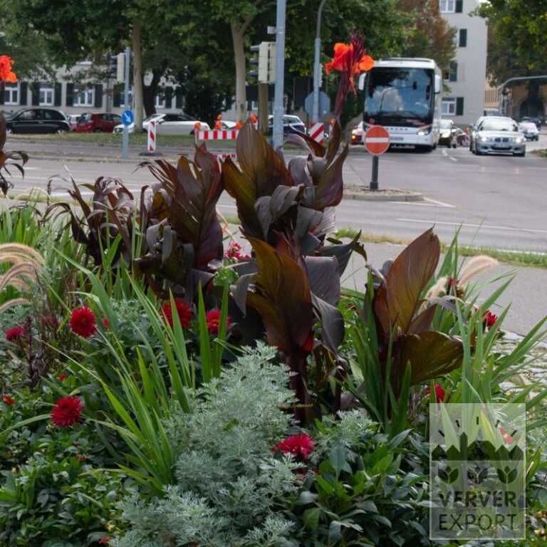 Summer Trams Verver 'Rouge Rumble' © / 5 m² (29302) - Image 2
