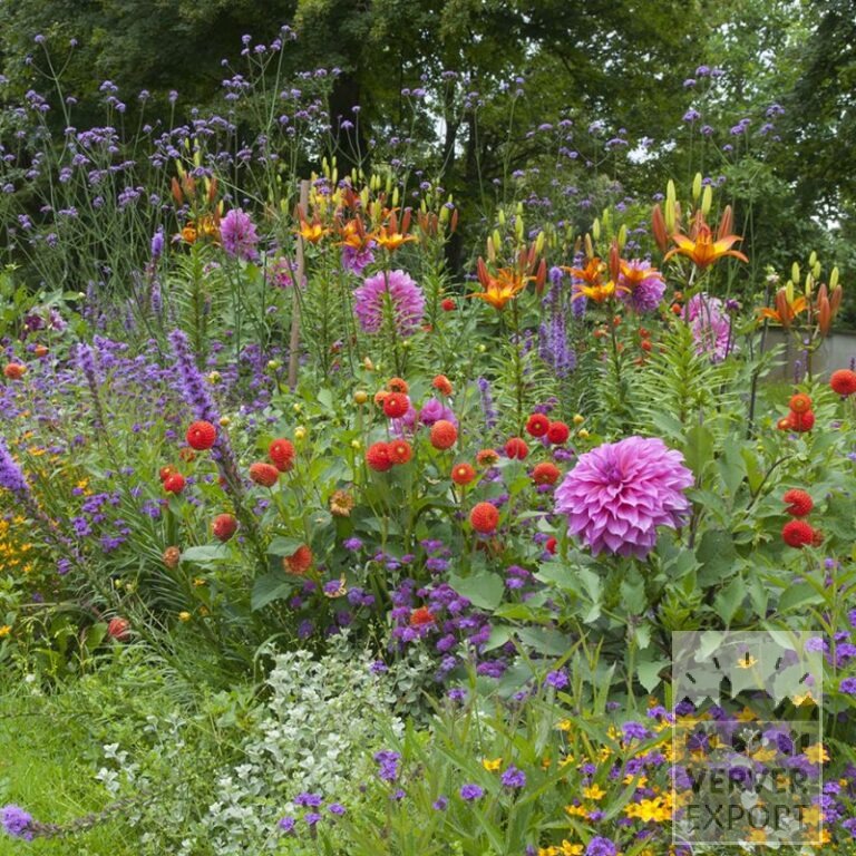 Summer Trams Verver 'Purple Fiesta' © / 5 m² (29315) - Image 2