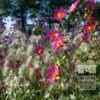 Summer Trams Verver 'Papillon Pink Explosion' © / 9 m² (29352) - Image 2