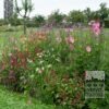 Summer Trams Verver 'Papillon Pink Explosion' © / 9 m² (29352)