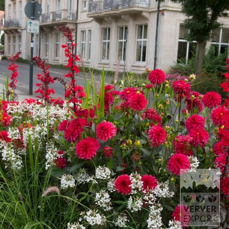 Summer Trams Verver 'Red & White Splendour' © / 7 m² (29368) - Image 2