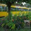 Summer Trams Verver 'Dancer in the Dark' © / 7 m² (29376) - Image 3