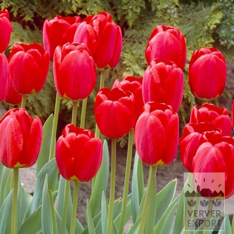Tram Vivas 'Pippi' © / 9m² (29621) - Image 9