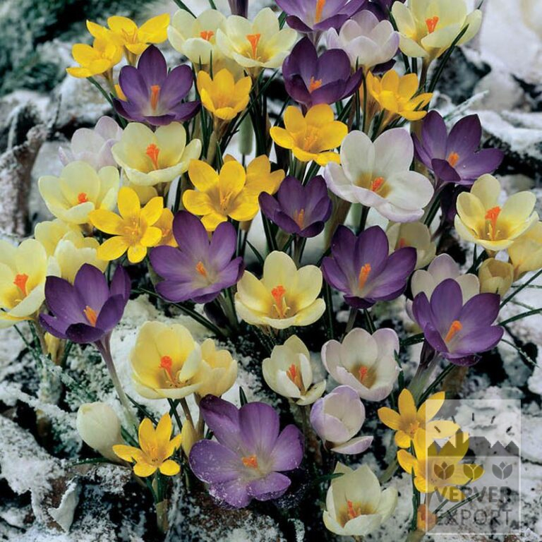 Mixture Verver 'Limmen' © (11000)
