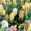 Mixture Verver 'Parfum des Vosges' © (11151)