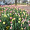 Mixture Verver 'Ville de Bourg-en-Bresse'© (11595)