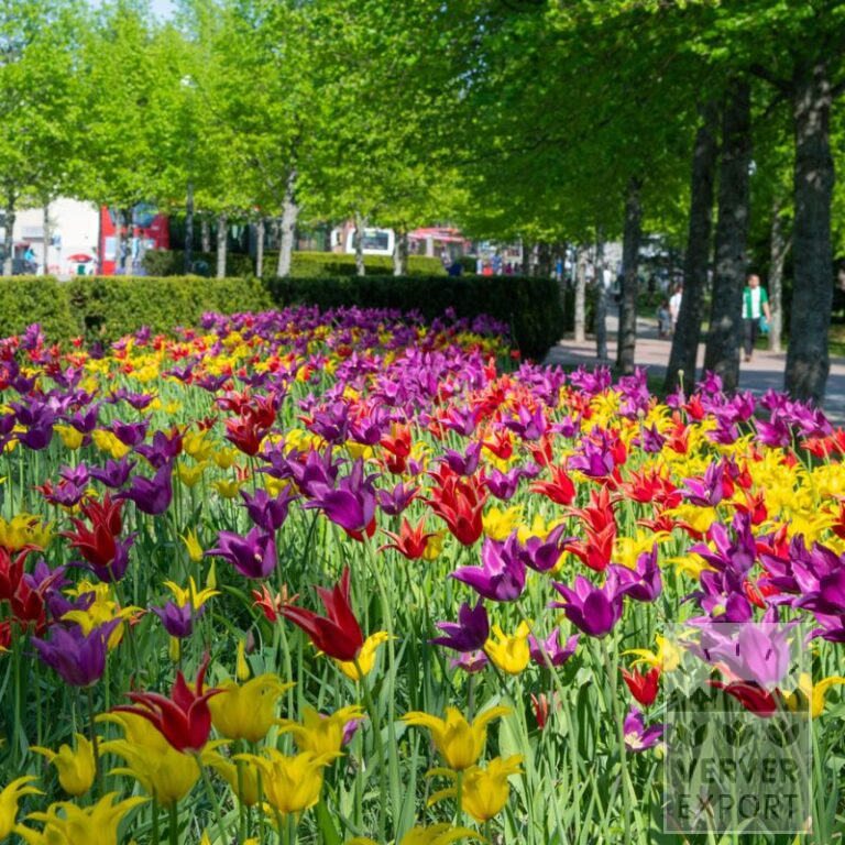 Mixture Verver 'Lily Treat' © (11653)