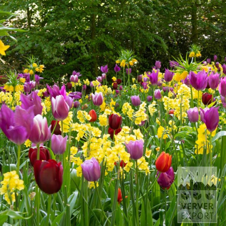 Mixture Verver 'Easter Joy' © (11684)