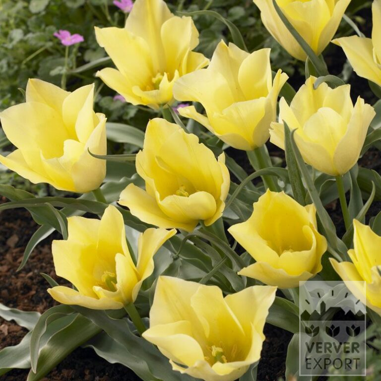 Tulips batalinii 'Bright Gem' (12002)