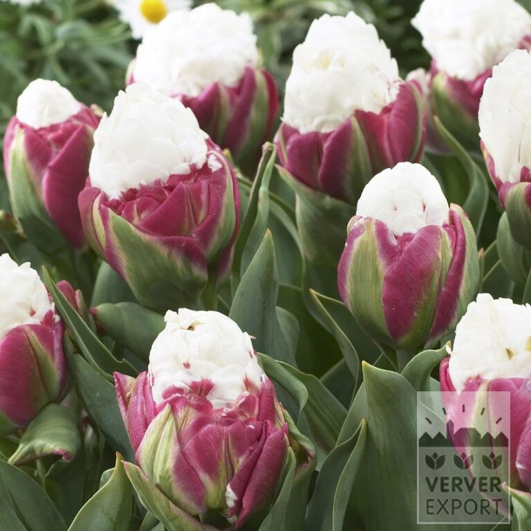 Tulips 'Ice Cream' (12006)