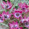 Tulips 'Little Beauty' (12010)