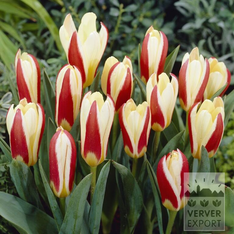 Tulips 'The First' (12023)