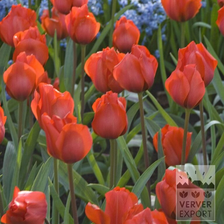 Tulips 'Bernadette' (12024)