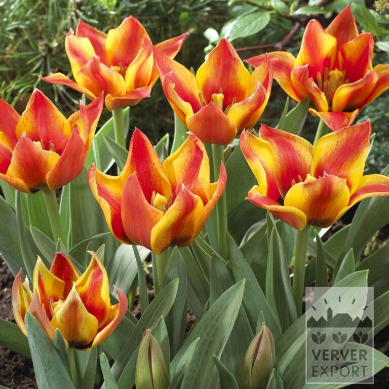 Tulips 'Cape Cod' (12027)