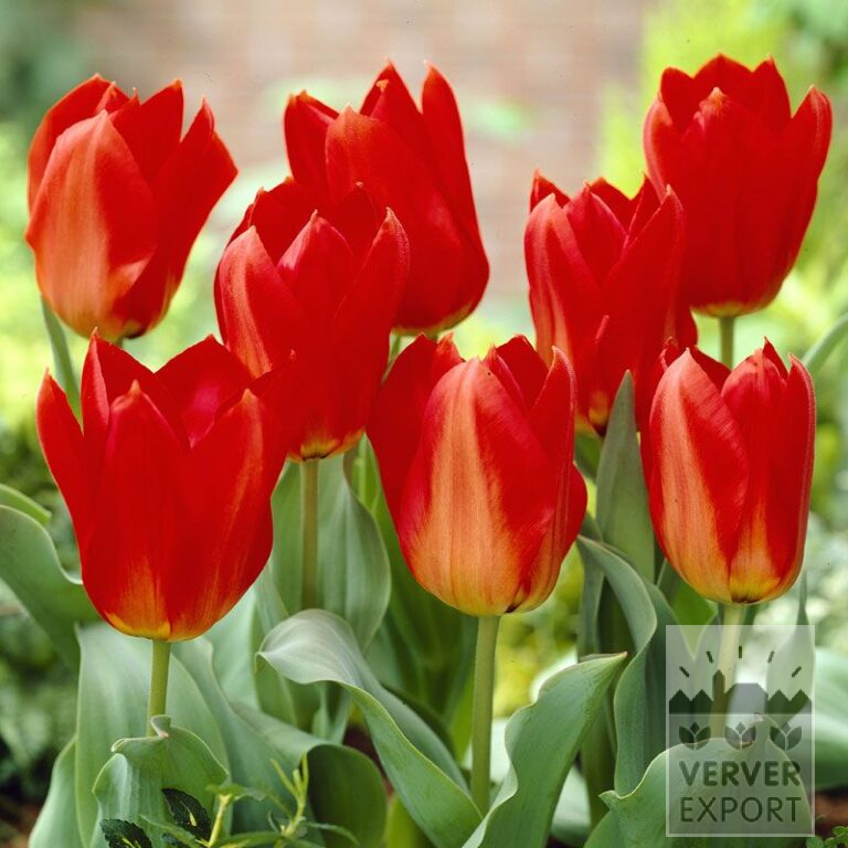 Tulips 'Princeps' (12052)