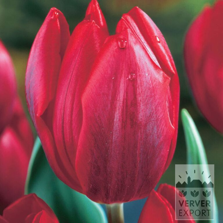 Tulips 'Couleur Cardinal' (12069)
