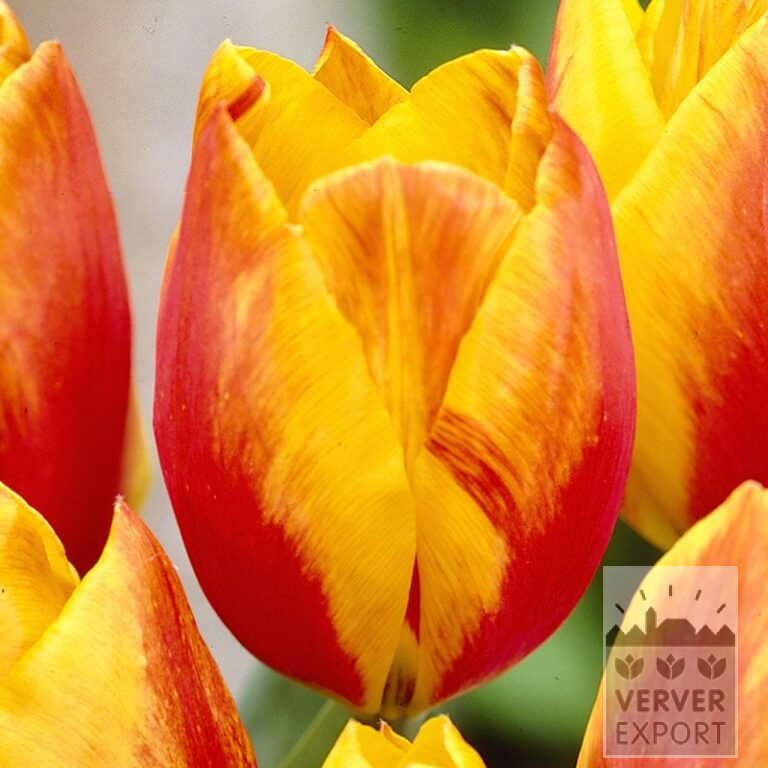 Tulips 'Flair' (12071)