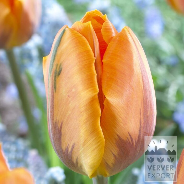 Tulips 'Prinses Irene' (12076)