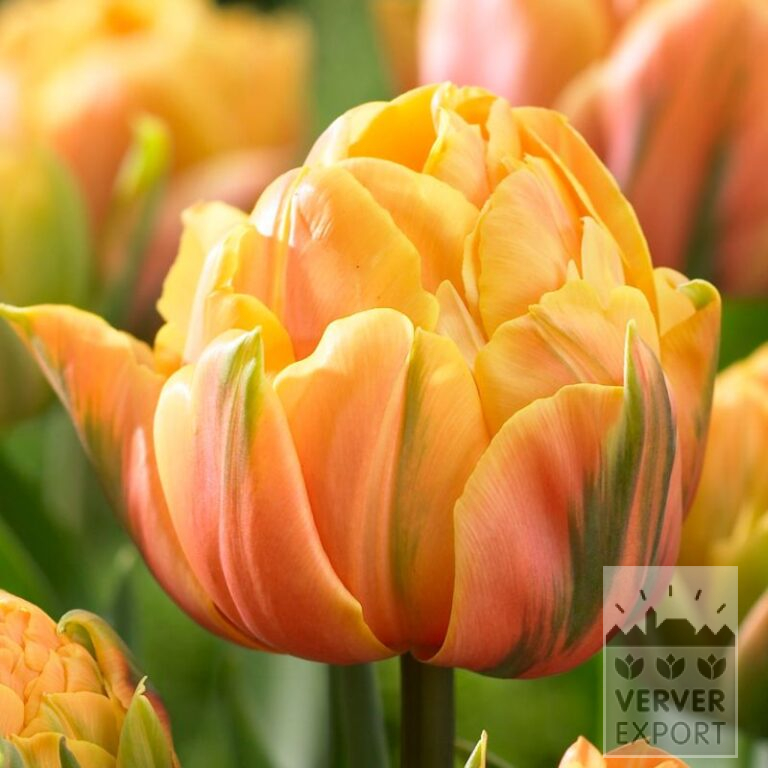 Tulips 'Freeman' (12083)