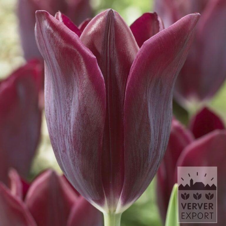 Tulips 'Havran' (12139)