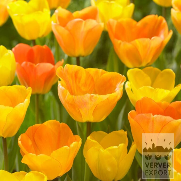 Tulips 'Daydream' (12172)