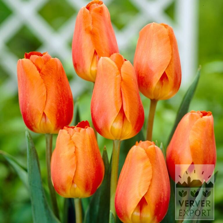 Tulips 'Lighting Sun' (12178)
