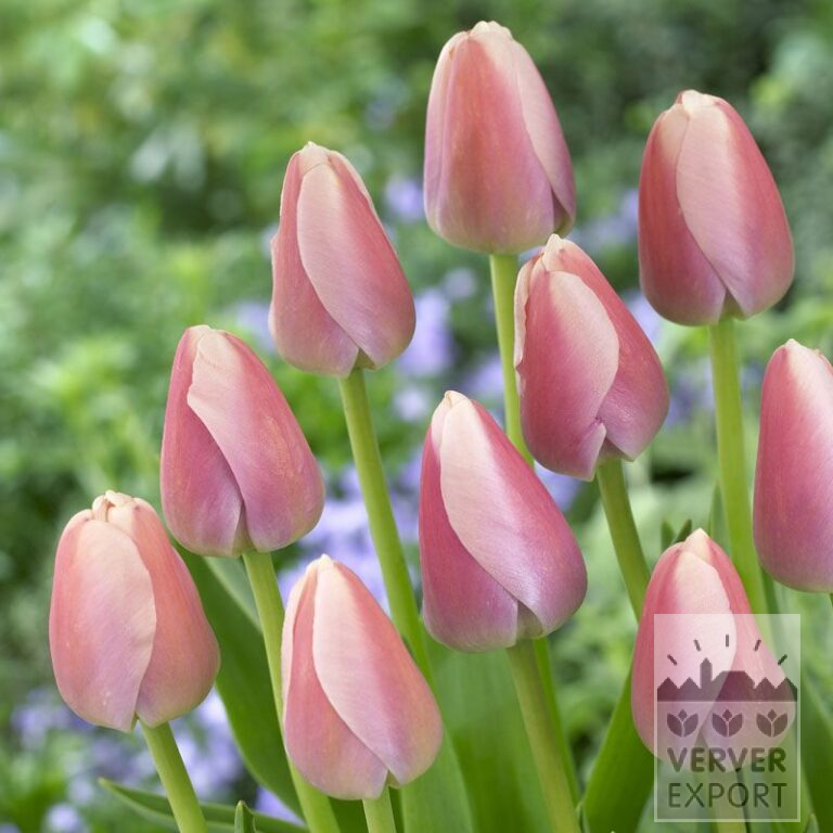 Tulips 'Ollioules' (12180)