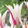 Tulips 'Marilyn' (12194)