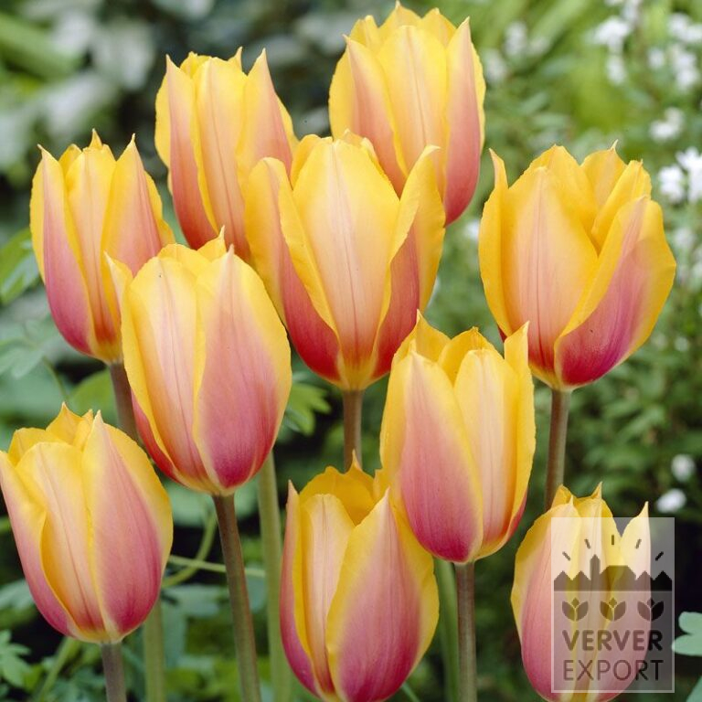 Tulips 'Blushing Beauty' (12205)