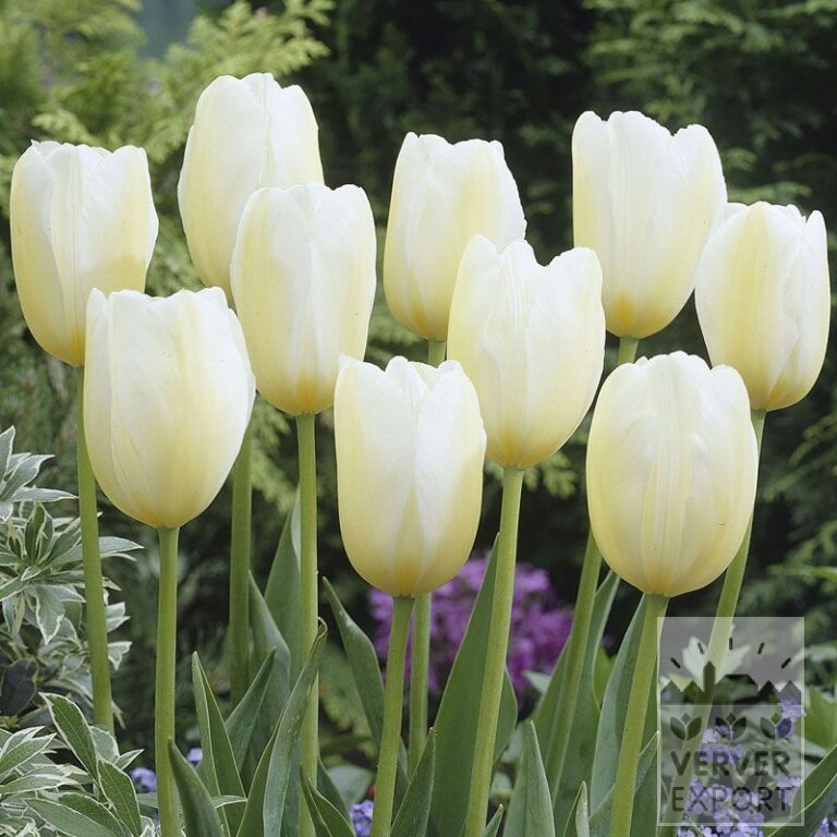 Tulips 'Françoise' (12209)