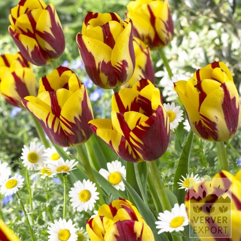 Tulips 'Helmar' (12211)