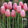 Tulips 'Menton' (12214)