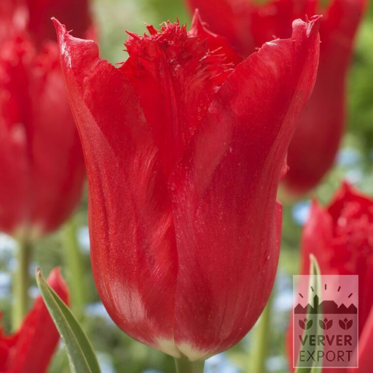 Tulips 'Calibra' (12225)