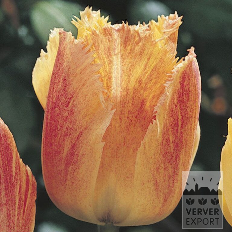 Tulips 'Fringed Rhapsody' (12231)