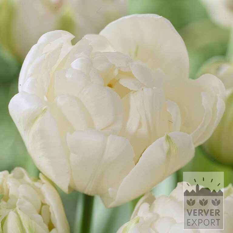 Tulips 'Mount Tacoma' (12244)