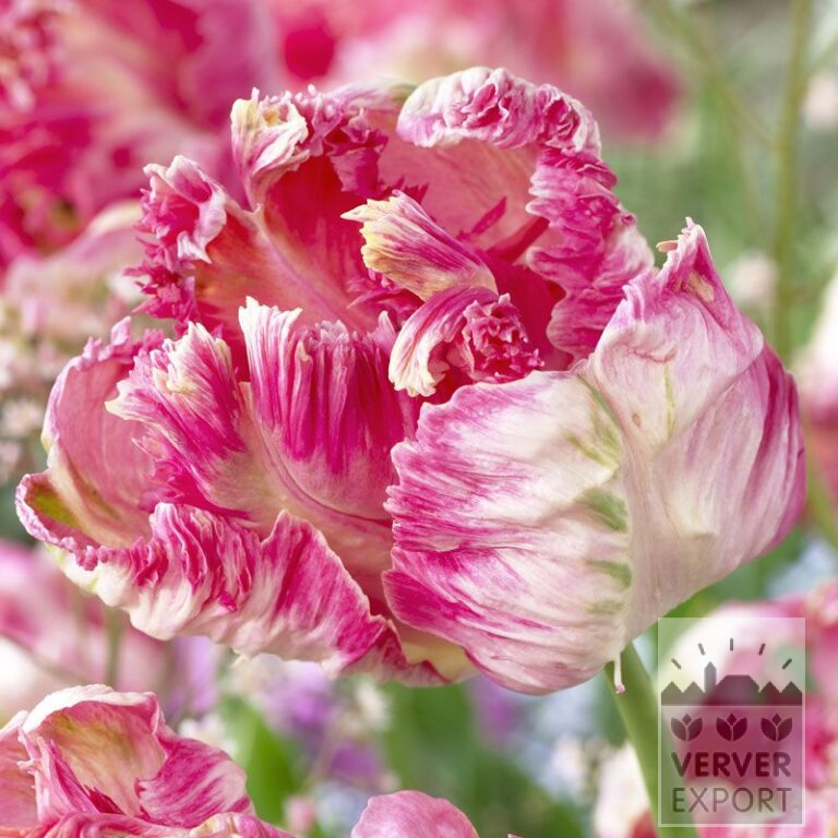 Tulips 'Apricot Parrot' (12249)