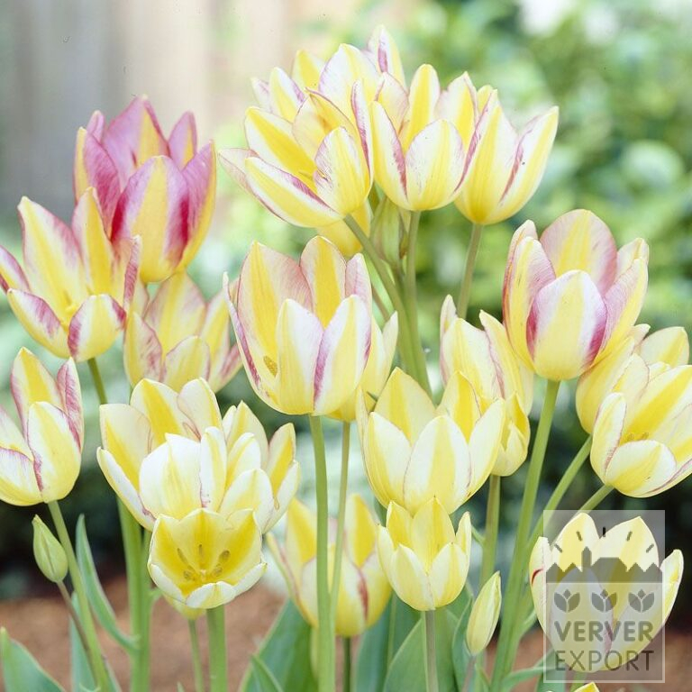 Tulips 'Antoinetta' (12263)