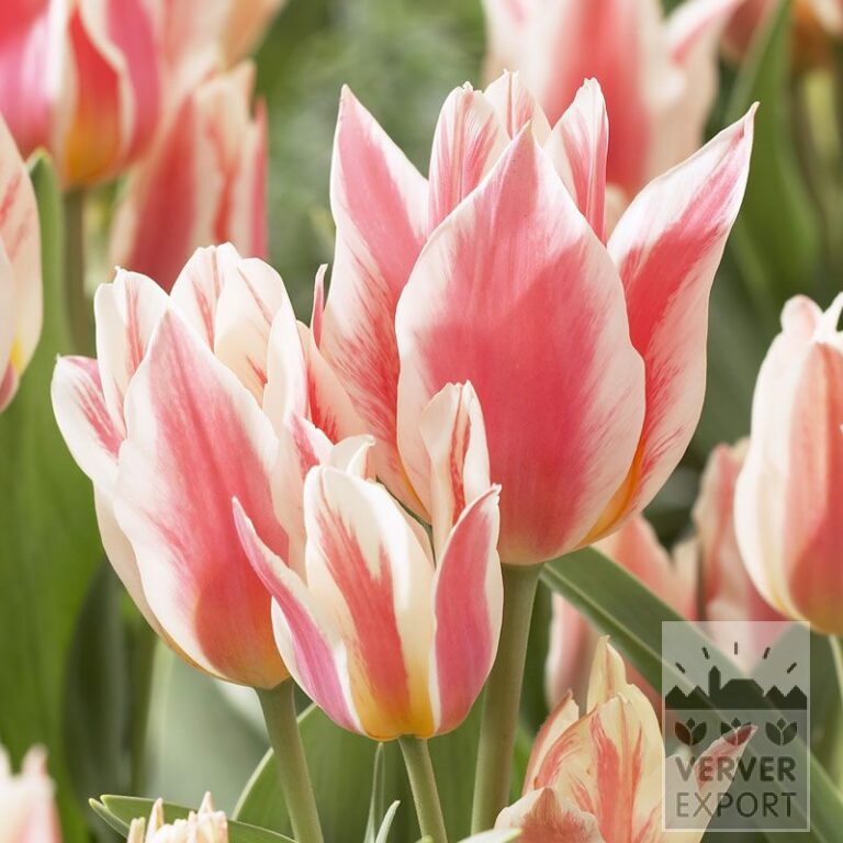 Tulips 'Québec' (12274)