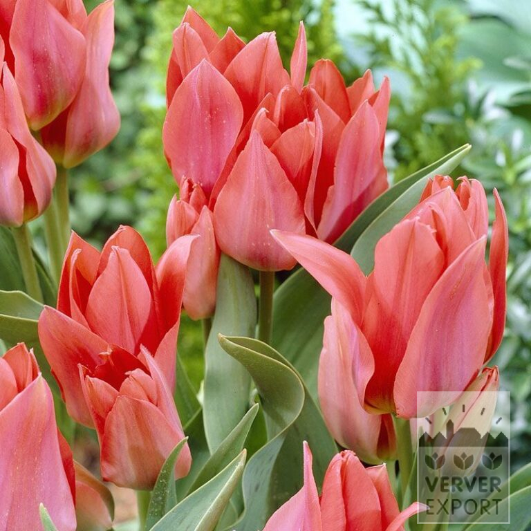 Tulips 'Toronto' (12277)