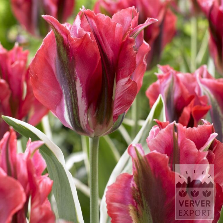 Tulips 'Esperanto' (12284)