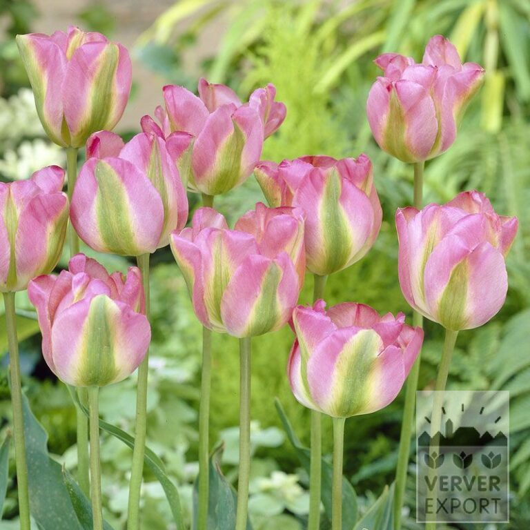 Tulips 'Groenland' (12286)
