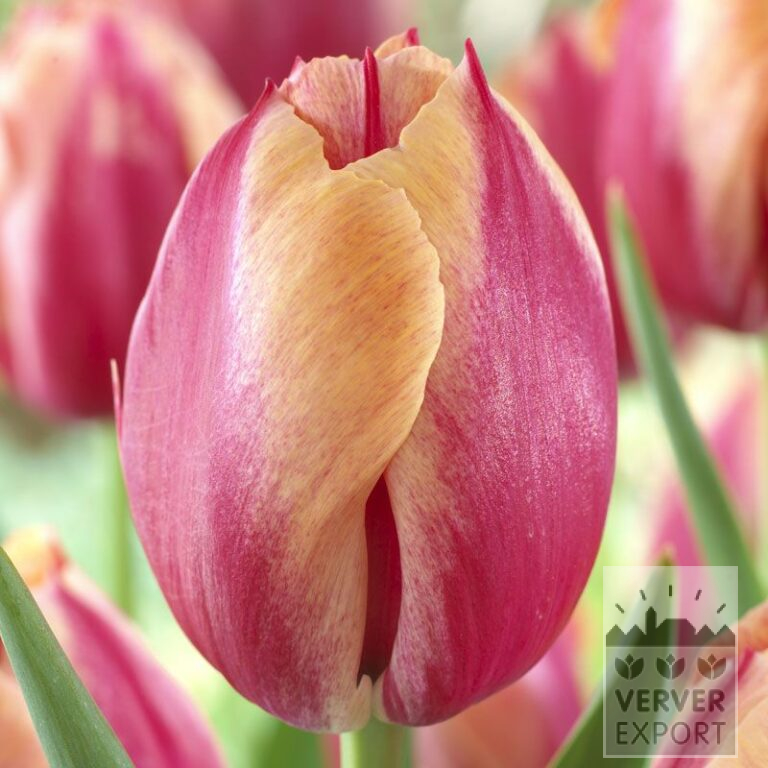 Tulips 'Augusta Taurinorum' (12311)