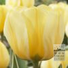 Tulips 'Jaap Groot' (12313)