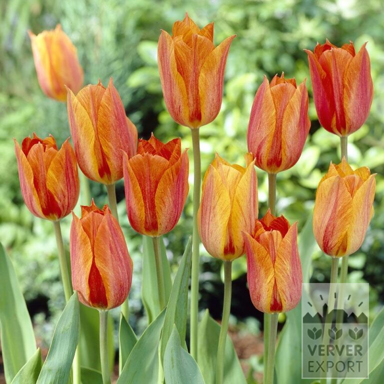 Tulips 'El Niño' (12317)